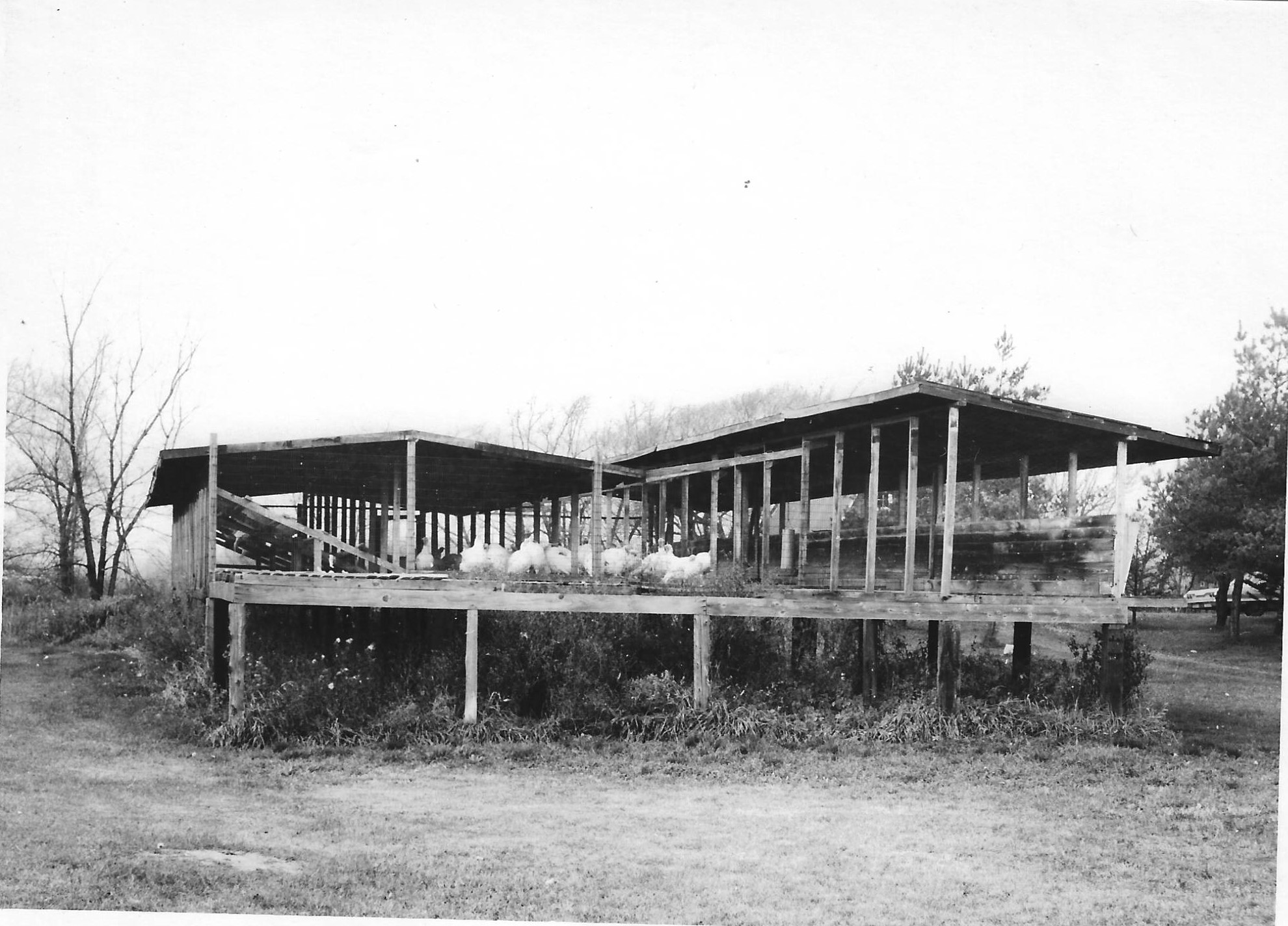 Turkey Roost  - Turkey Pens